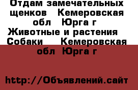 Отдам замечательных щенков - Кемеровская обл., Юрга г. Животные и растения » Собаки   . Кемеровская обл.,Юрга г.